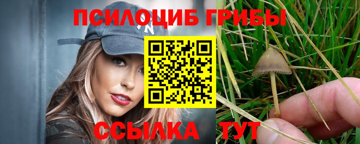 Владимир  Галлюциногенные грибы прущие грибы  Вход с VPN 