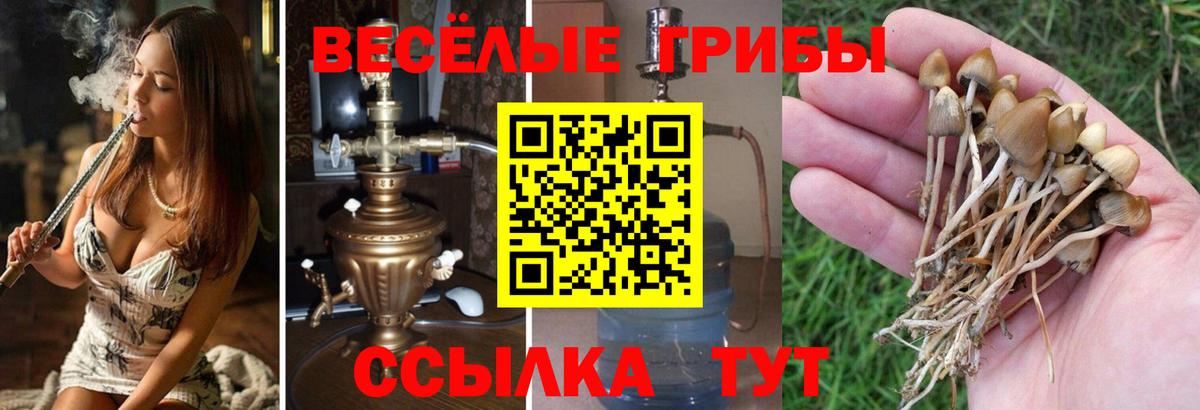 Галлюциногенные грибы Cubensis Владимир